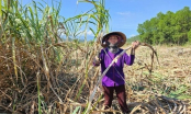 Recover position for sugarcane: Need a closer 'handshake' between farmers and businesses